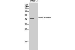 Western Blot (WB) analysis of Raw 264. (Doublecortin 抗体  (Ser30))