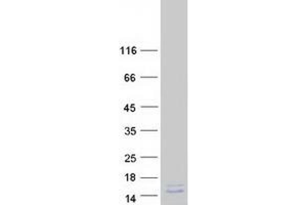 PCP4 Protein (Myc-DYKDDDDK Tag)