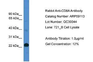 WB Suggested Anti-CD8A  Antibody Titration: 0. (CD8 alpha 抗体  (Middle Region))