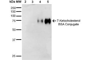 Western Blot analysis of 7-Ketocholesterol-BSA Conjugate showing detection of 67 kDa 7-Ketocholesterol-BSA using Mouse Anti-7-Ketocholesterol Monoclonal Antibody, Clone 3F7 . (7-Ketocholesterol (7-KC) 抗体 (FITC))