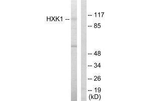 Western Blotting (WB) image for anti-Hexokinase 1 (HK1) (N-Term) antibody (ABIN1849225) (Hexokinase 1 抗体  (N-Term))