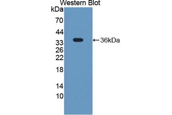 TSKU 抗体  (AA 30-307)