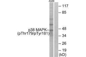 Western Blotting (WB) image for anti-Mitogen-Activated Protein Kinase 14 (MAPK14) (pThr180), (pTyr182) antibody (ABIN1847339) (MAPK14 抗体  (pThr180, pTyr182))