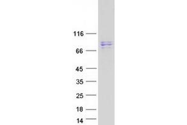 SUPV3L1 Protein (Myc-DYKDDDDK Tag)