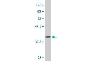 Western Blot detection against Immunogen (37. (PURA 抗体  (AA 183-292))