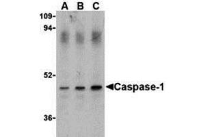 Western Blotting (WB) image for anti-Caspase 1 (CASP1) (Middle Region) antibody (ABIN1030897) (Caspase 1 抗体  (Middle Region))