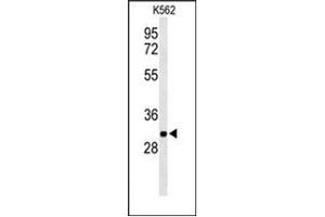 Western blot analysis of PGP Antibody (N-term) in K562 cell line lysates (35ug/lane). (PGP 抗体  (N-Term))