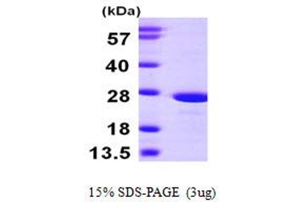 ATP5O Protein (AA 24-213) (His tag)