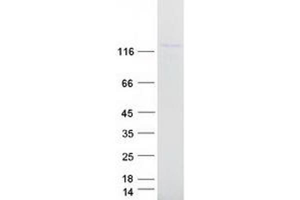 Myosin VI Protein (MYO6) (Myc-DYKDDDDK Tag)