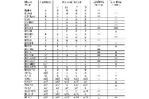 ER-MP42 and ER-HR52 anti H-2 monoclonal antibody reactivity (MHC Class I, H-2 抗体)