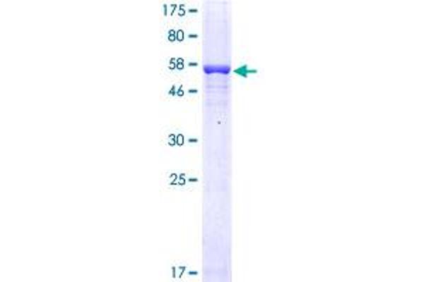 FCN1 Protein (AA 1-326) (GST tag)