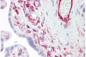 Anti-SIRPA antibody IHC staining of human placenta. (SIRPA 抗体  (AA 451-500))