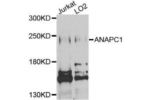 Western blot analysis of extracts of various cell lines, using ANAPC1 antibody (ABIN1870966) at 1:1000 dilution. (APC1 抗体)