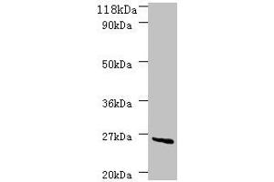 Western blot All lanes: deoD antibody at 2 μg/mL + DH5a whole cell lysate Secondary Goat polyclonal to rabbit IgG at 1/10000 dilution Predicted band size: 26 kDa Observed band size: 26 kDa (DeoD (AA 2-239) 抗体)