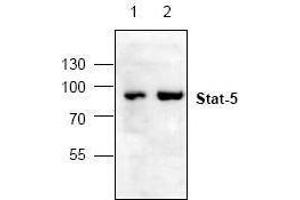 Image no. 1 for anti-Signal Transducer and Activator of Transcription 5A (STAT5A) antibody (ABIN127149) (STAT5A 抗体)