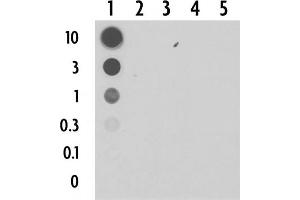 Dot blot of 5-Carboxylcytosine pAb. (5-Carboxylcytosine 抗体)