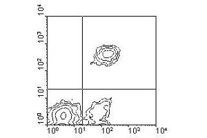 Image no. 1 for anti-CD5 (CD5) antibody (PE) (ABIN135495) (CD5 抗体  (PE))