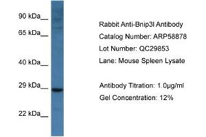 Western Blotting (WB) image for anti-BCL2/adenovirus E1B 19kDa Interacting Protein 3-Like (BNIP3L) (Middle Region) antibody (ABIN786017) (BNIP3L/NIX 抗体  (Middle Region))