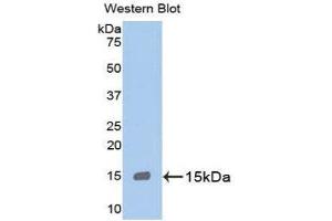 Western Blotting (WB) image for anti-Myeloperoxidase (MPO) (AA 165-278) antibody (ABIN3201466) (Myeloperoxidase 抗体  (AA 165-278))