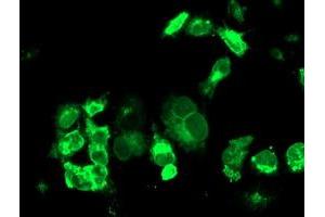 Anti-TFR2 mouse monoclonal antibody (ABIN2455729) immunofluorescent staining of COS7 cells transiently transfected by pCMV6-ENTRY TFR2 (RC220060). (Transferrin Receptor 2 抗体)