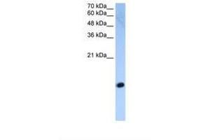 Image no. 1 for anti-Histone H2A (C-Term) antibody (ABIN321865) (Histone H2A 抗体  (C-Term))