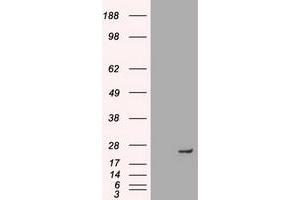 HEK293T cells were transfected with the pCMV6-ENTRY control (Left lane) or pCMV6-ENTRY NEUROG1 (Right lane) cDNA for 48 hrs and lysed. (Neurogenin 1 抗体)