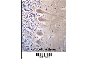 ZNF764 Antibody immunohistochemistry analysis in formalin fixed and paraffin embedded human cerebellum tissue followed by peroxidase conjugation of the secondary antibody and DAB staining. (ZNF764 抗体  (AA 84-113))