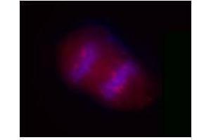 Immunofluorescence (IF) image for anti-Salt-Inducible Kinase 2 (SIK2) antibody (ABIN2666364) (SIK2 抗体)