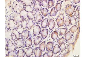 Formalin-fixed and paraffin embedded mouse intestine labeled with Anti-pan methyl Lysine Polyclonal Antibody, Unconjugated  at 1:200 followed by conjugation to the secondary antibody and DAB staining (Methylated Lysine (methylated) 抗体)