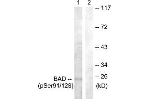 Western blot analysis of extracts from COS7 cells treated with TNF-a using BAD (Phospho-Ser91/128) Antibody. (BAD 抗体  (pSer91, pSer128))