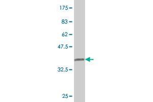 Western Blot detection against Immunogen (36. (JAG2 抗体  (AA 869-966))