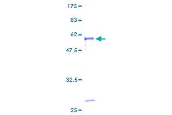 MAGEH1 Protein (AA 1-219) (GST tag)