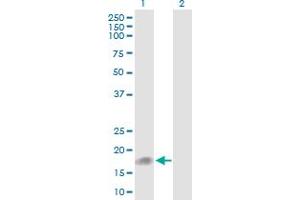 Western Blot analysis of UBD expression in transfected 293T cell line by UBD MaxPab polyclonal antibody. (UBD 抗体  (AA 1-165))