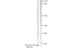 Western blot analysis of extracts from HuvEc cells treated with Serum. (Histone H3.1 抗体  (pThr3))