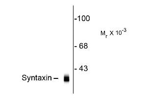 Western blot of Anti-Syntaxin (Mouse) Antibody - 200-301-E40 Western Blot of Mouse anti-Syntaxin antibody. (Syntaxin 抗体)