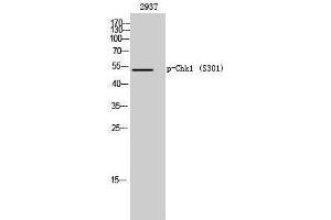 Western Blotting (WB) image for anti-Checkpoint Kinase 1 (CHEK1) (pSer301) antibody (ABIN3179597) (CHEK1 抗体  (pSer301))