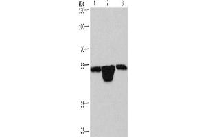 Western Blotting (WB) image for anti-Pleckstrin Homology Domain Containing, Family O Member 1 (PLEKHO1) antibody (ABIN2423167) (PLEKHO1 抗体)