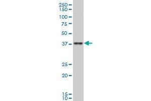 TFAP4 monoclonal antibody (M02A), clone 7C5 Western Blot analysis of TFAP4 expression in Hela S3 NE . (TFAP4 抗体  (AA 93-192))