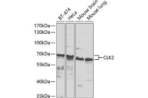 Western blot analysis of extracts of various cell lines, using CLK2 antibody (ABIN6130086, ABIN6138733, ABIN6138734 and ABIN6223869) at 1:1000 dilution. (CLK2 抗体  (AA 239-498))