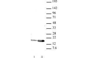 Western blot of Histone H3 acetyl Lys9 antibody (pAb). (Histone 3 抗体  (H3K9ac))