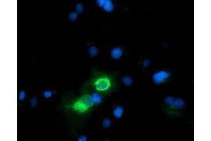 Anti-CD80 mouse monoclonal antibody (ABIN2452893) immunofluorescent staining of COS7 cells transiently transfected by pCMV6-ENTRY CD80 (RC206540). (CD80 抗体)