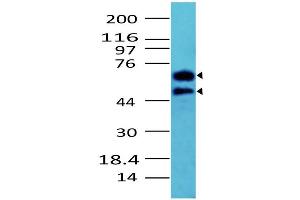 Image no. 1 for anti-Cell Division Cycle 25 Homolog A (S. Pombe) (CDC25A) (AA 102-424) antibody (ABIN5027102) (CDC25A 抗体  (AA 102-424))