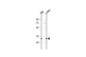 All lanes : Anti- at 1:1000 dilution Lane 1: 293 whole cell lysate Lane 2: Jurkat whole cell lysate Lysates/proteins at 20 μg per lane. (ELAVL1 抗体)