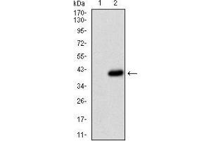 Fig. (CD36 抗体  (AA 30-130))