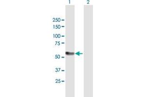 Western Blot analysis of KAT5 expression in transfected 293T cell line by KAT5 MaxPab polyclonal antibody. (KAT5 抗体  (AA 1-513))