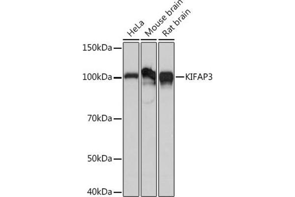 KIFAP3 抗体