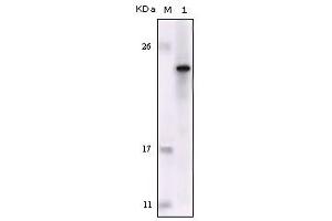 Western blot analysis using FES mouse mAb against truncated FES recombinant protein. (FES 抗体)