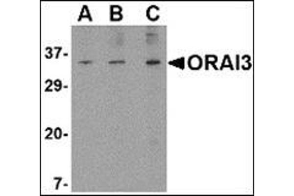 ORAI3 抗体  (N-Term)