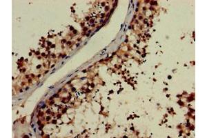 Immunohistochemistry of paraffin-embedded human testis tissue using ABIN7161677 at dilution of 1:100 (NOG 抗体  (AA 28-232))