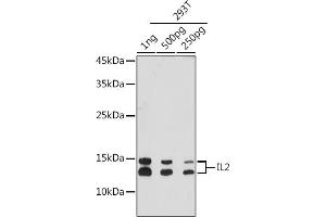 Western blot analysis of extracts of 293T cells, using IL2 antibody (ABIN7267993) at 1:3000 dilution. (IL-2 抗体)